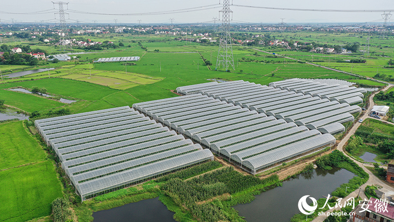 俯瞰老童辛苦打理的葡萄種植基地。人民網(wǎng)記者 張俊攝