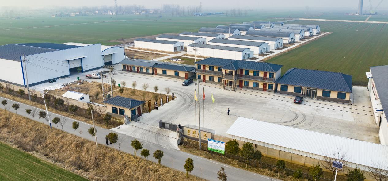 養(yǎng)羊基地。濉溪縣委宣傳部供圖