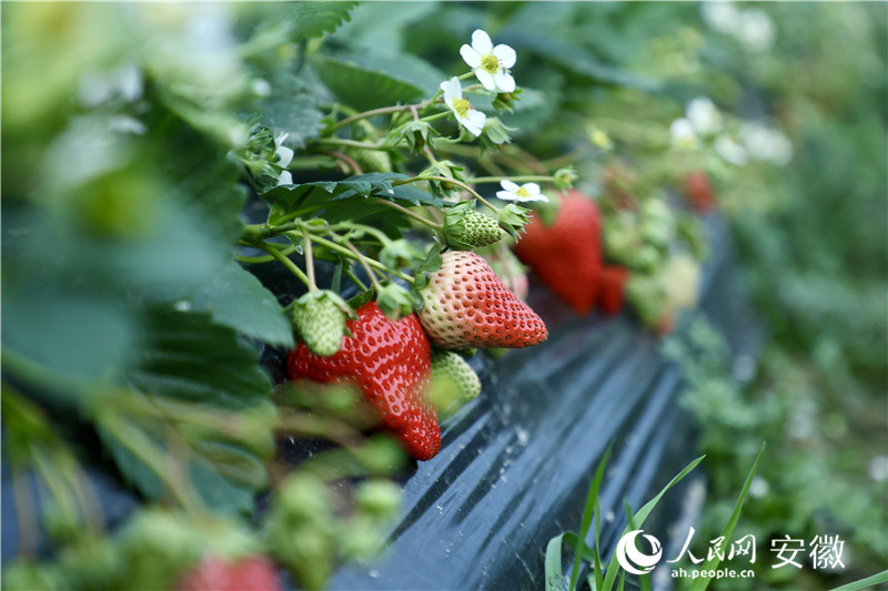 鮮紅的草莓“探”出腦袋，煞是喜人。人民網(wǎng)記者 陶濤攝