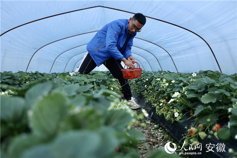 江成林和他的草莓大棚。人民網(wǎng)記者 陶濤攝