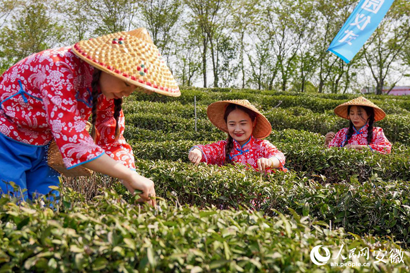 在六安市裕安區(qū)六安瓜片茶園，采茶姑娘正在采摘鮮葉。人民網(wǎng)記者 陳若天攝